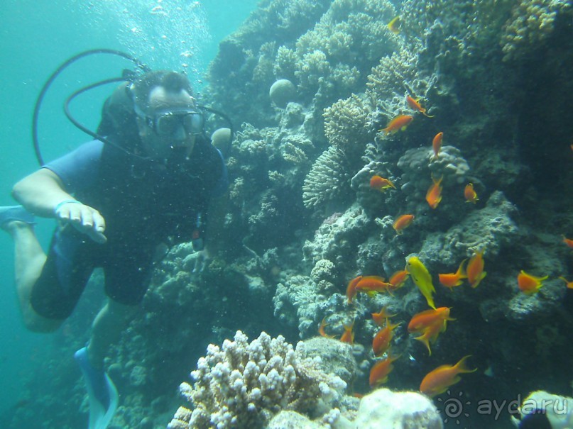 фото Jardin Dartemis