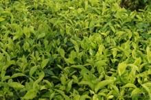 Восхождение    на    вулкан   Керинчи.  Для   любителей  экстрима.