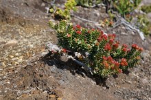 Восхождение    на    вулкан   Керинчи.  Для   любителей  экстрима.