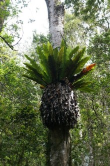 Восхождение    на    вулкан   Керинчи.  Для   любителей  экстрима.