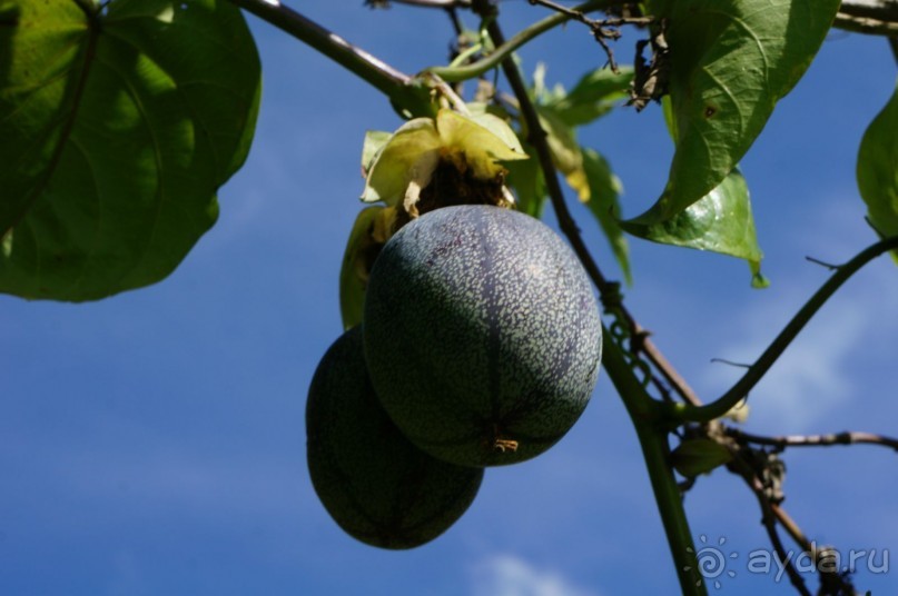 Восхождение    на    вулкан   Керинчи.  Для   любителей  экстрима.