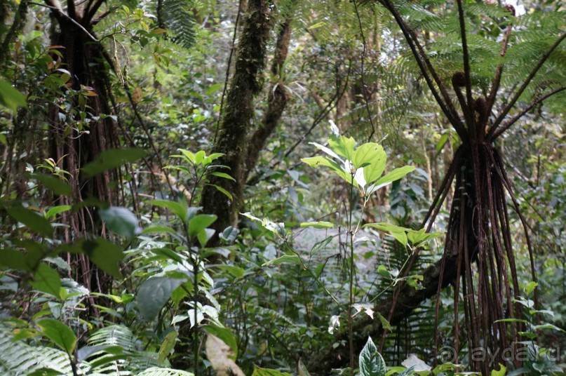 Восхождение    на    вулкан   Керинчи.  Для   любителей  экстрима.