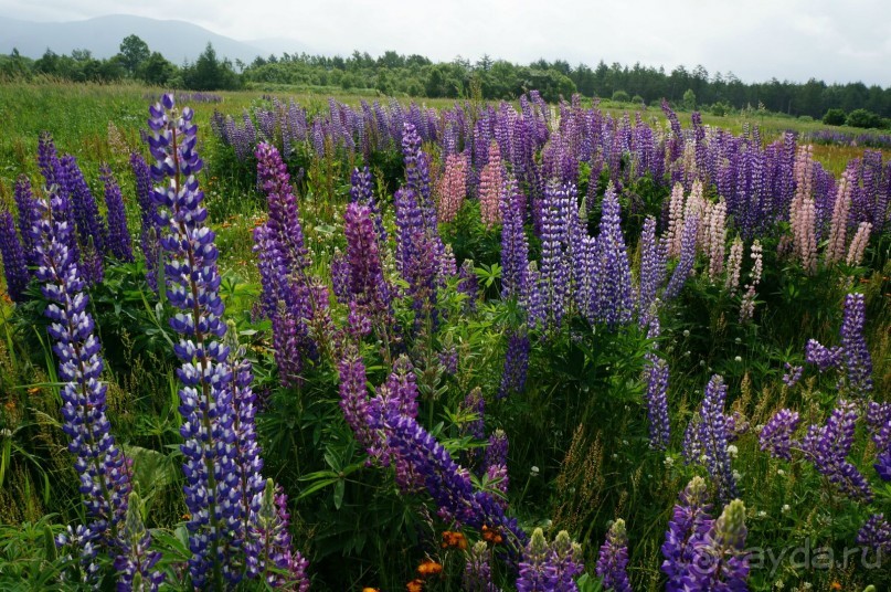 Дорога   к   памяти.    Холмский   перевал.