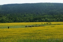 Идиллистический  п ейзаж.