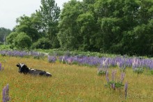 Дорога   к   памяти.    Холмский   перевал.