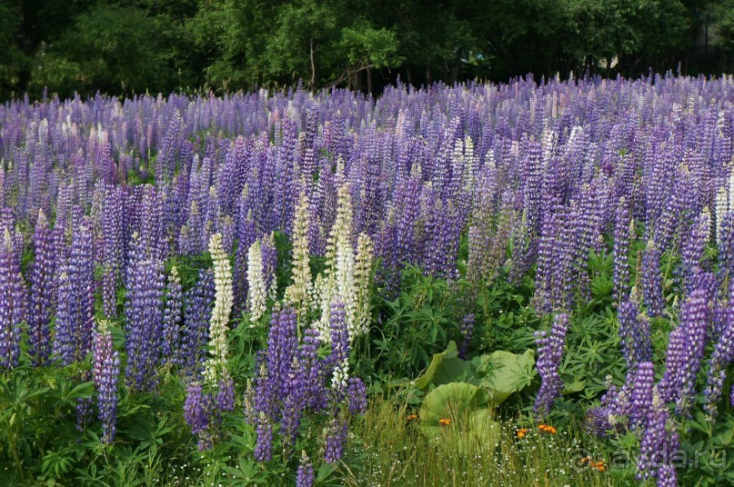 Цветут   люпины.