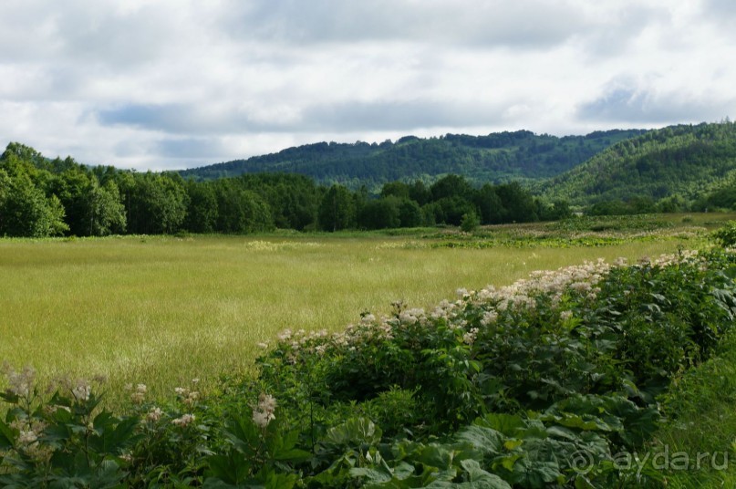 На   краю   поля    цветет   дикая   гречиха.
