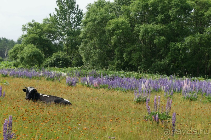 Дорога   к   памяти.    Холмский   перевал.
