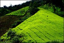 Чай,  клубника,  моховой  лес  и  остальное...