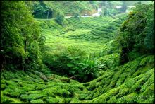 Чай,  клубника,  моховой  лес  и  остальное...