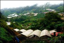 Чай,  клубника,  моховой  лес  и  остальное...