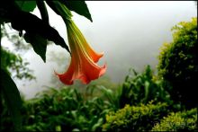 Чай,  клубника,  моховой  лес  и  остальное...