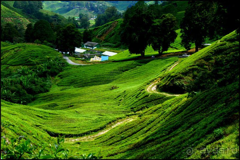 Чай,  клубника,  моховой  лес  и  остальное...