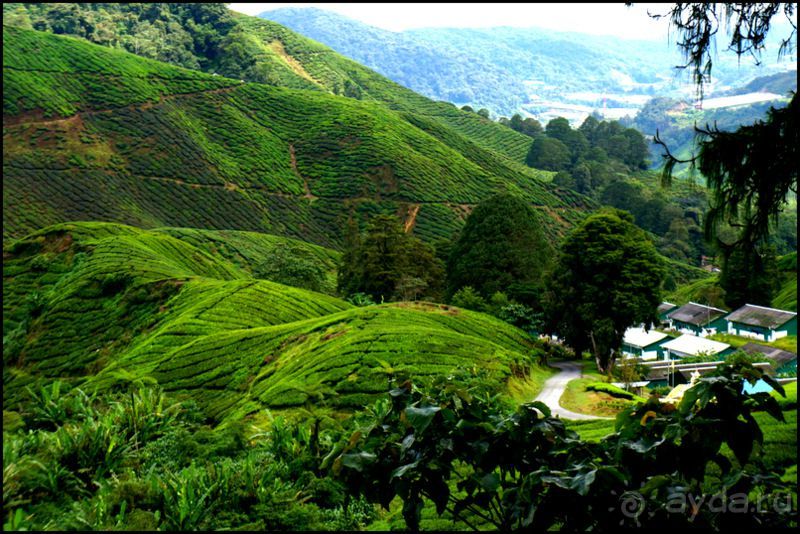 Чай,  клубника,  моховой  лес  и  остальное...