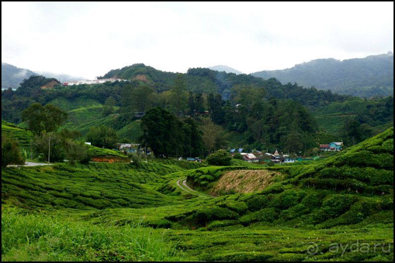Чай,  клубника,  моховой  лес  и  остальное...