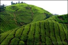 Чай,  клубника,  моховой  лес  и  остальное...