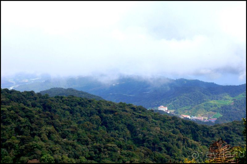Чай,  клубника,  моховой  лес  и  остальное...