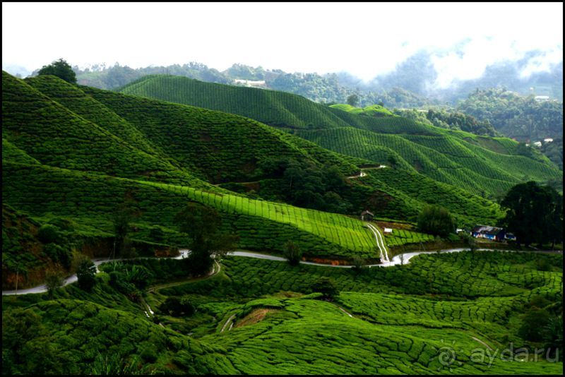 Чай,  клубника,  моховой  лес  и  остальное...