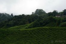 Чай,  клубника,  моховой  лес  и  остальное...