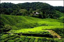 Чай,  клубника,  моховой  лес  и  остальное...