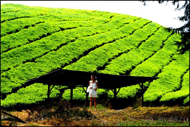 Чай,  клубника,  моховой  лес  и  остальное...