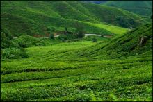 Чай,  клубника,  моховой  лес  и  остальное...