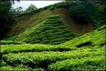 Чай,  клубника,  моховой  лес  и  остальное...