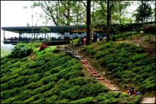 Чай,  клубника,  моховой  лес  и  остальное...