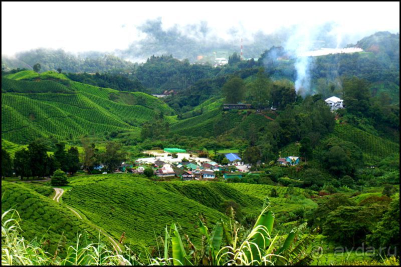 Чай,  клубника,  моховой  лес  и  остальное...