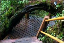 Чай,  клубника,  моховой  лес  и  остальное...