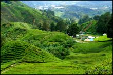 Чай,  клубника,  моховой  лес  и  остальное...