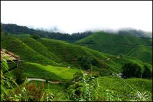 Чай,  клубника,  моховой  лес  и  остальное...