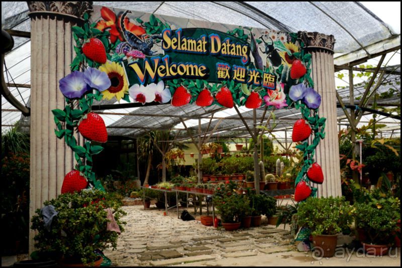 Чай,  клубника,  моховой  лес  и  остальное...