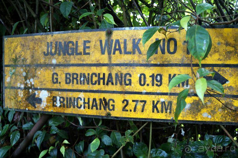 Чай,  клубника,  моховой  лес  и  остальное...