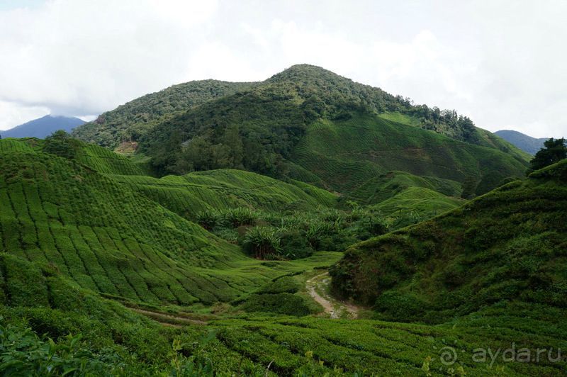 Чай,  клубника,  моховой  лес  и  остальное...