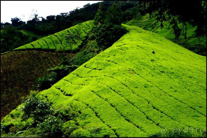 Чай,  клубника,  моховой  лес  и  остальное...
