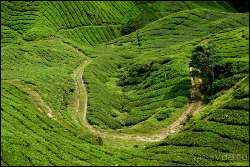 Чай,  клубника,  моховой  лес  и  остальное...