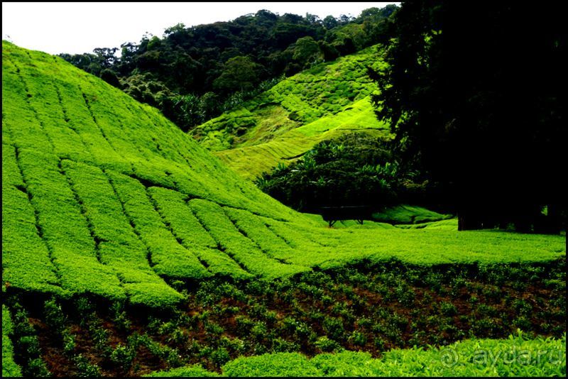 Чай,  клубника,  моховой  лес  и  остальное...