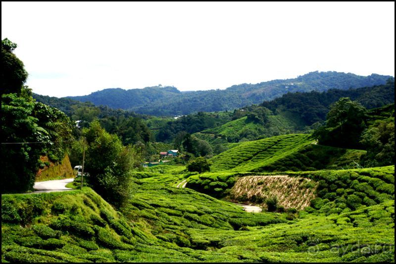 Чай,  клубника,  моховой  лес  и  остальное...