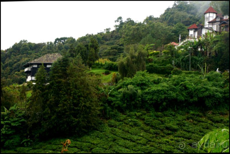 Чай,  клубника,  моховой  лес  и  остальное...