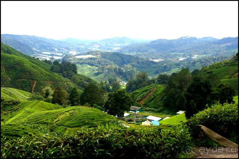Чай,  клубника,  моховой  лес  и  остальное...