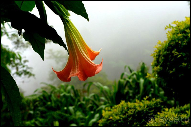 Чай,  клубника,  моховой  лес  и  остальное...