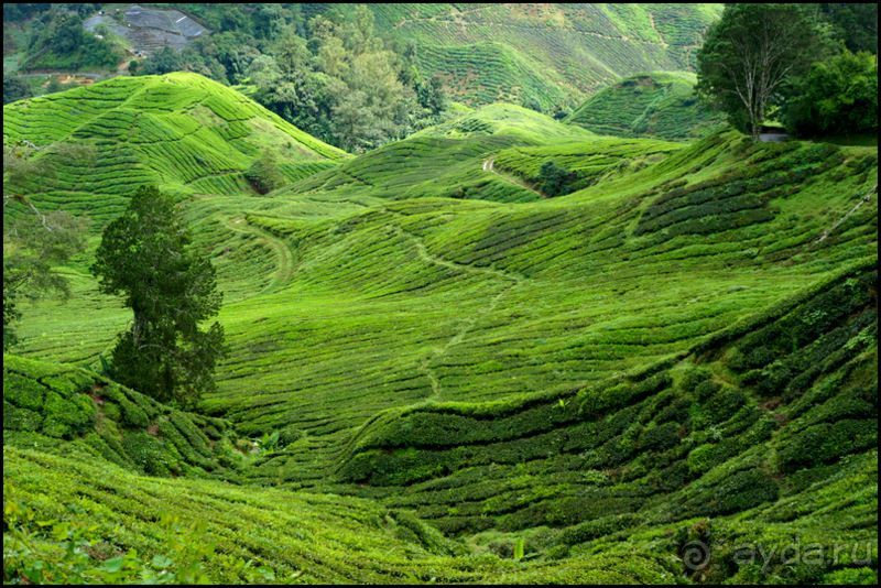 Чай,  клубника,  моховой  лес  и  остальное...