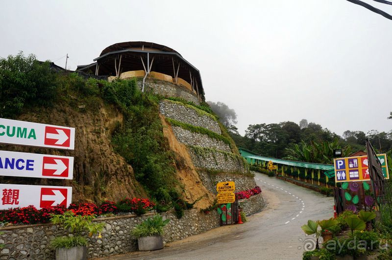 Чай,  клубника,  моховой  лес  и  остальное...