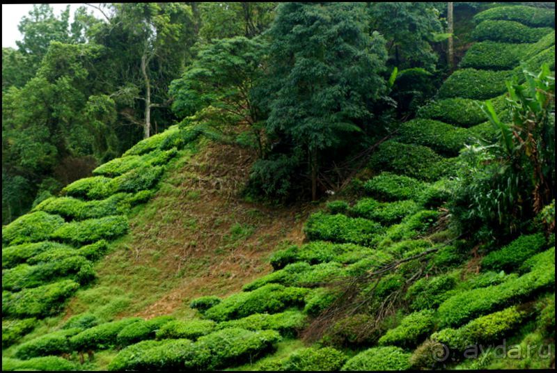 Чай,  клубника,  моховой  лес  и  остальное...