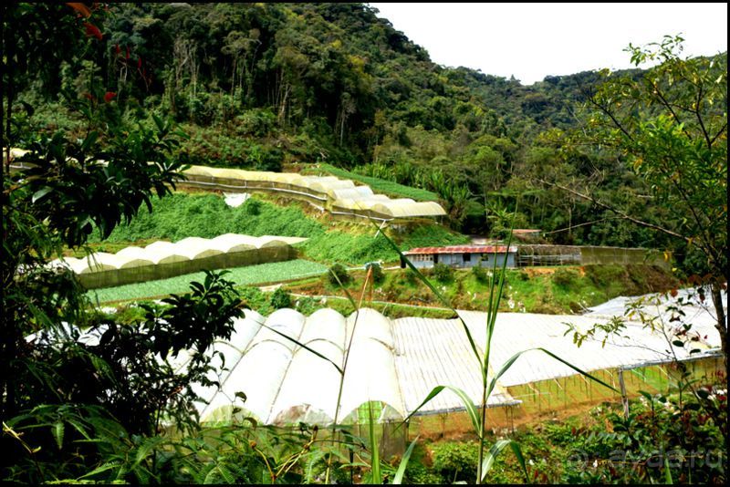 Чай,  клубника,  моховой  лес  и  остальное...