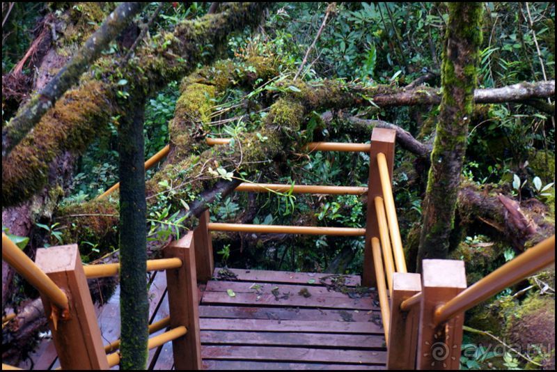 Чай,  клубника,  моховой  лес  и  остальное...