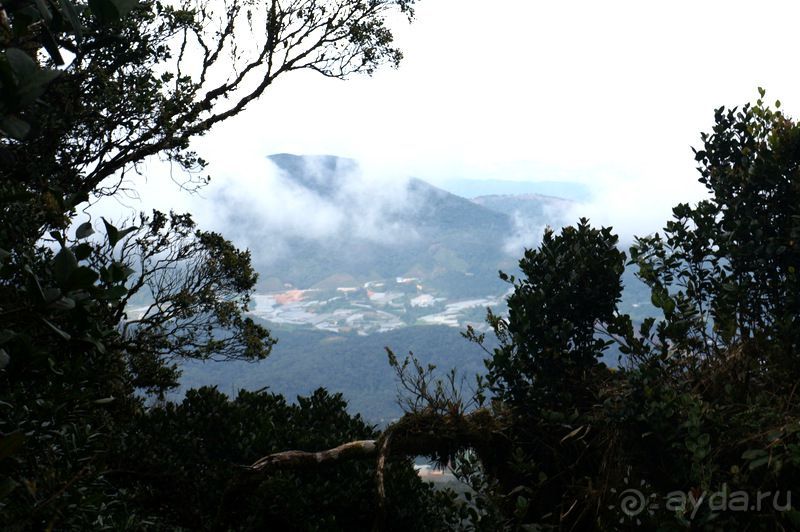 Чай,  клубника,  моховой  лес  и  остальное...