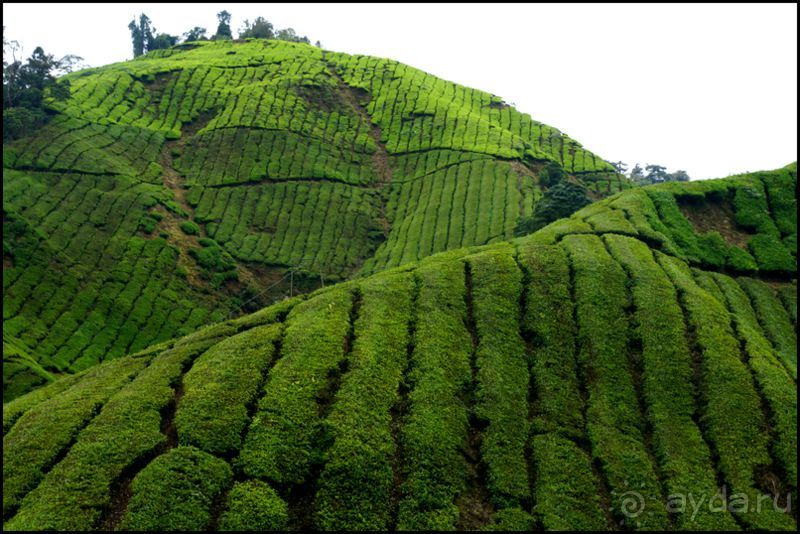 Чай,  клубника,  моховой  лес  и  остальное...