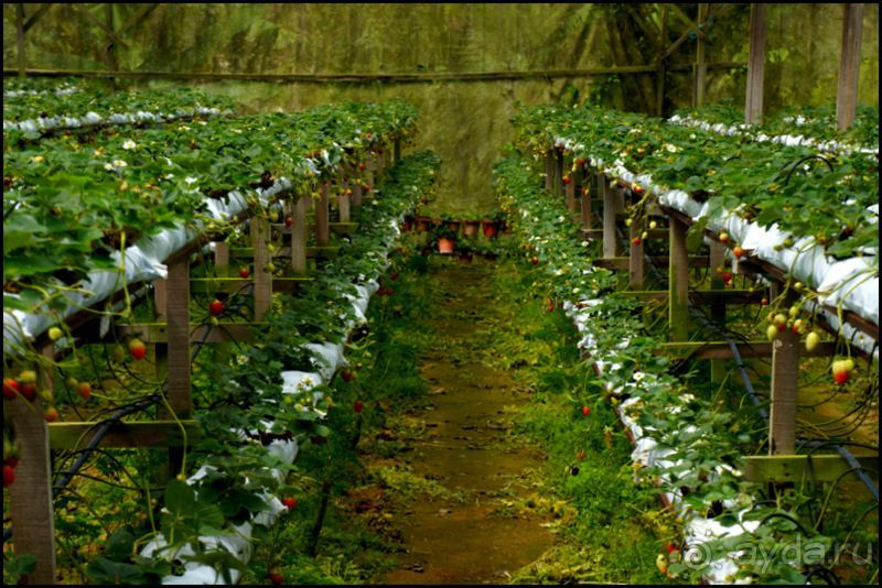 Чай,  клубника,  моховой  лес  и  остальное...